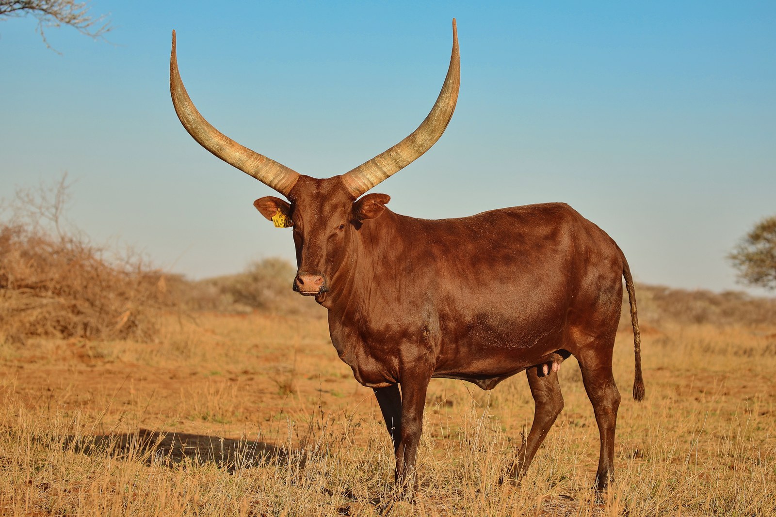 Kamali