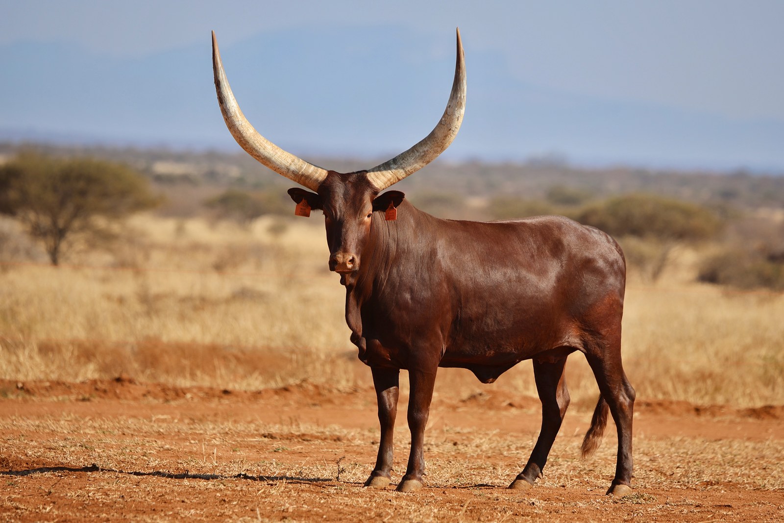 Imali A14-015