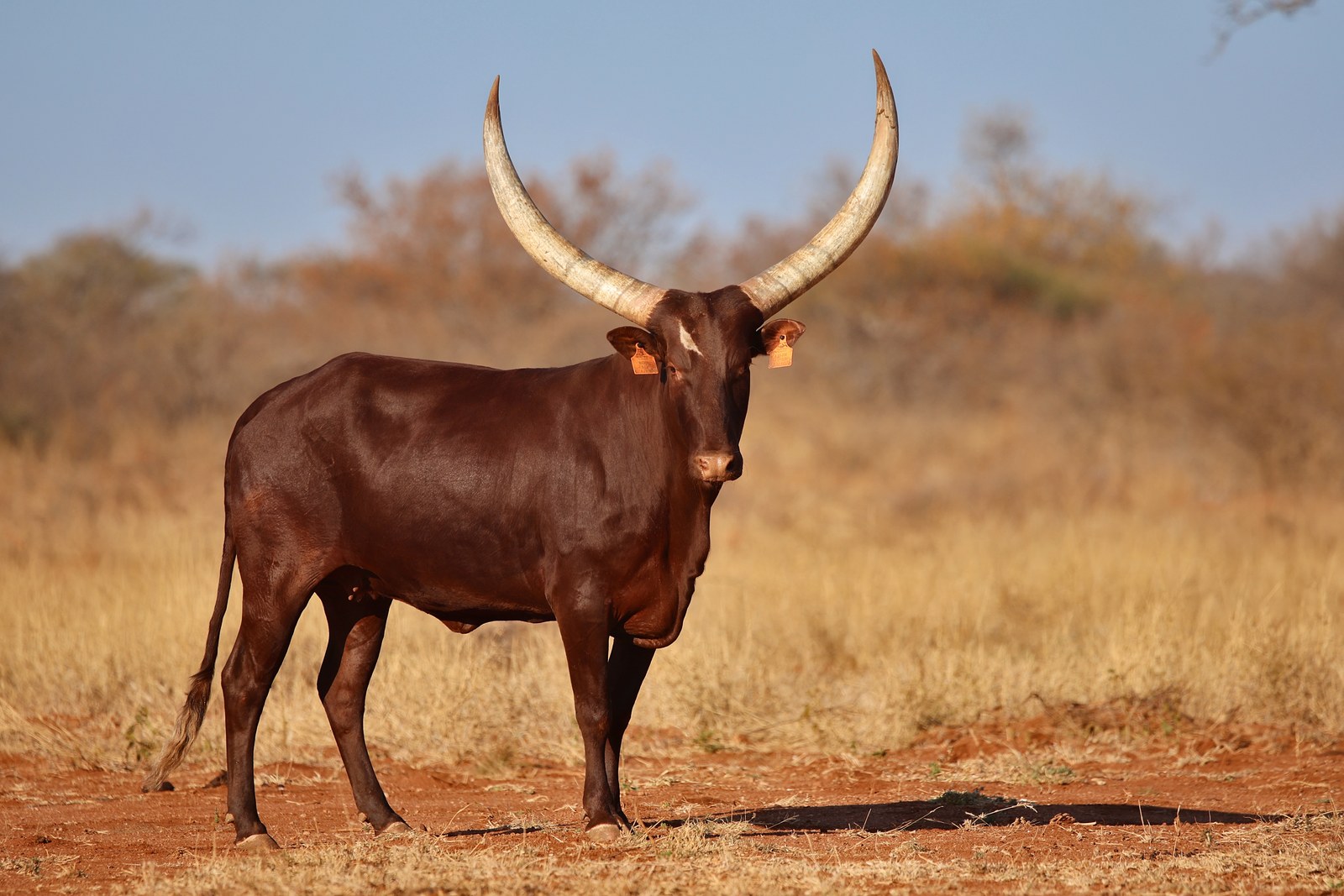 Nandi