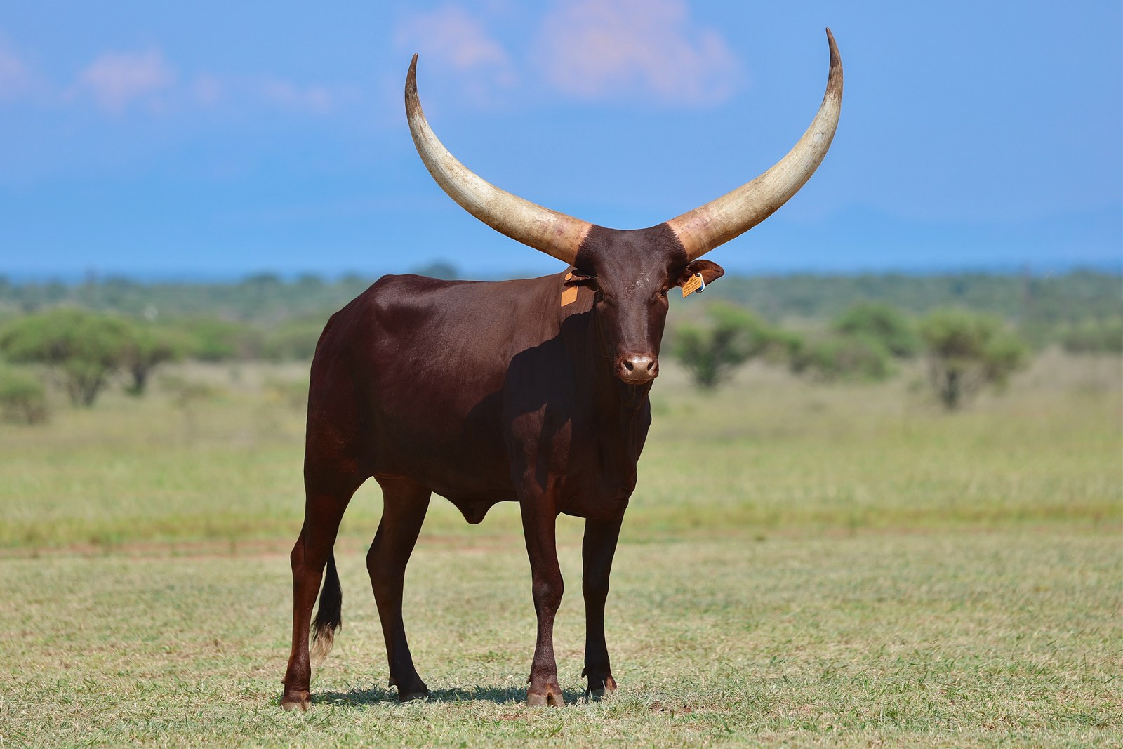 Dyana