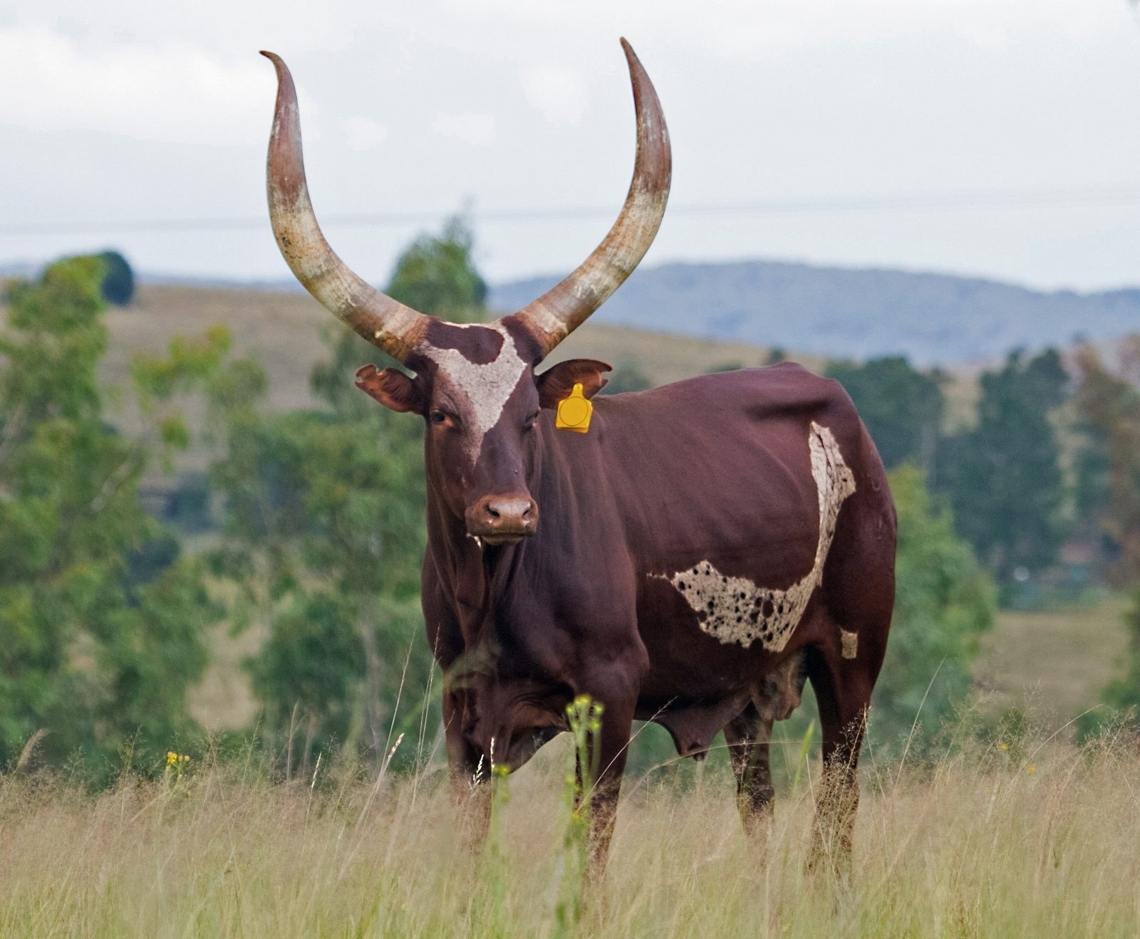 Mukisa