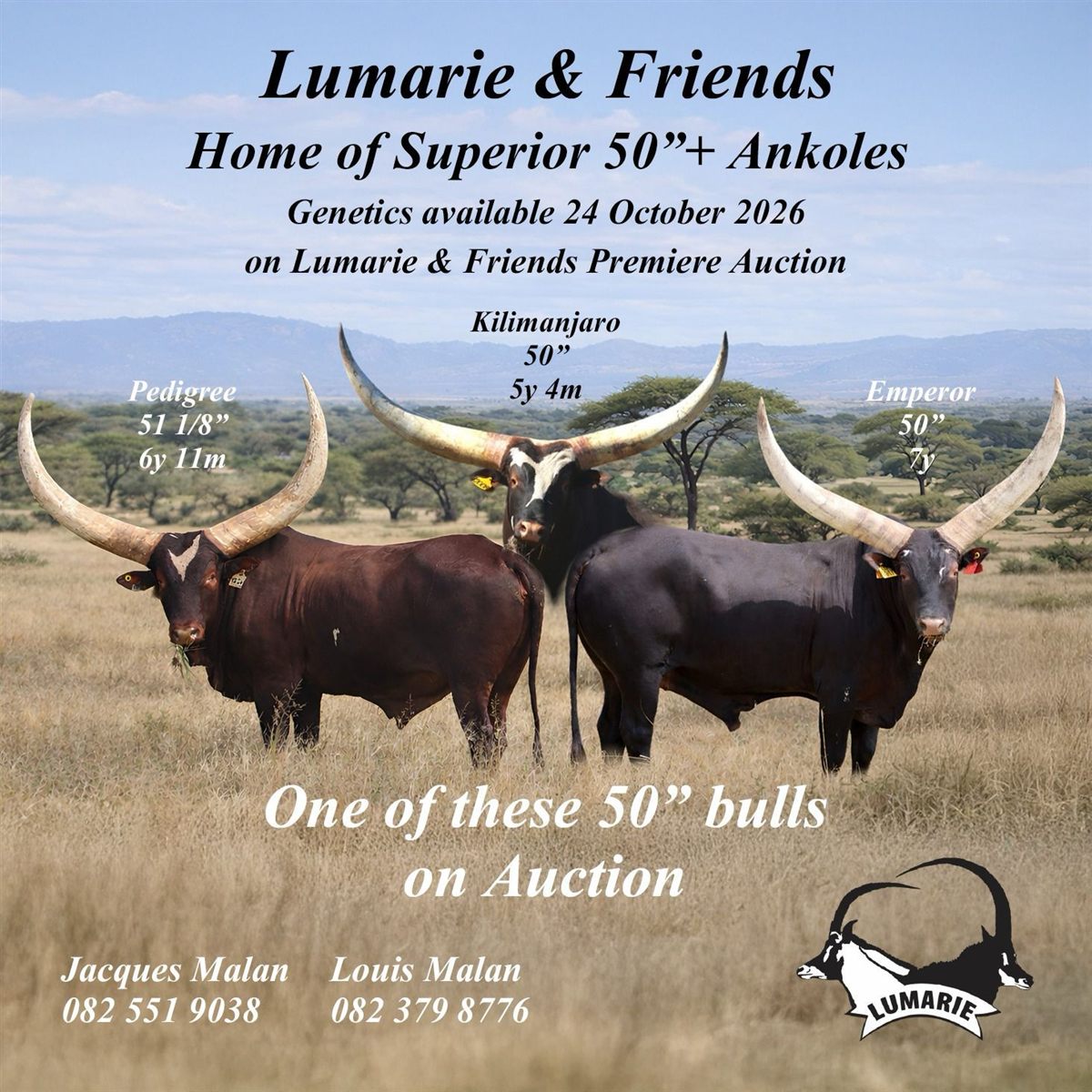 Lumarie and Friends Premiere Auction, 24 October 2026